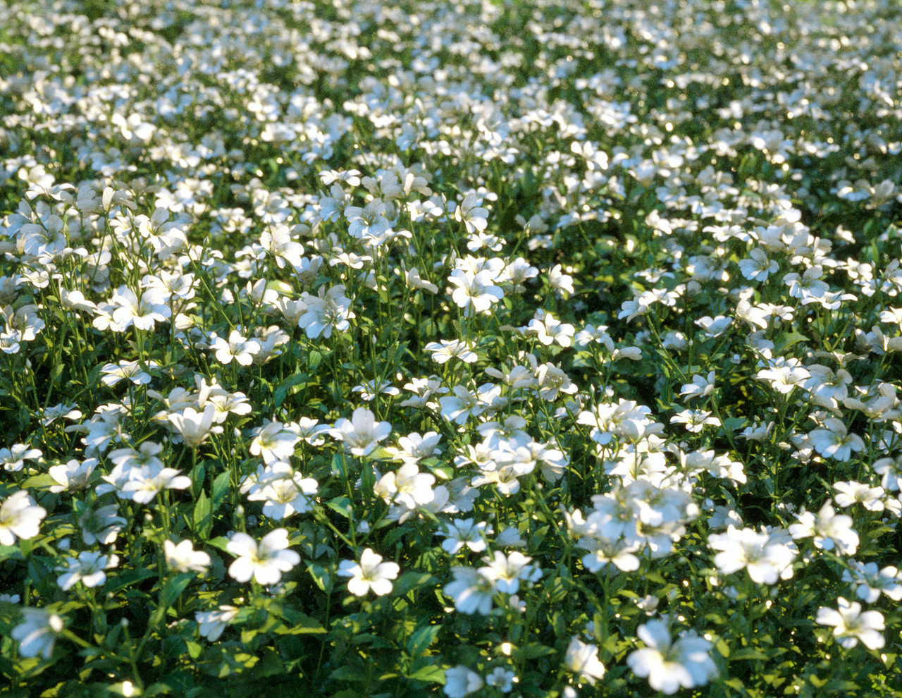 White flowers